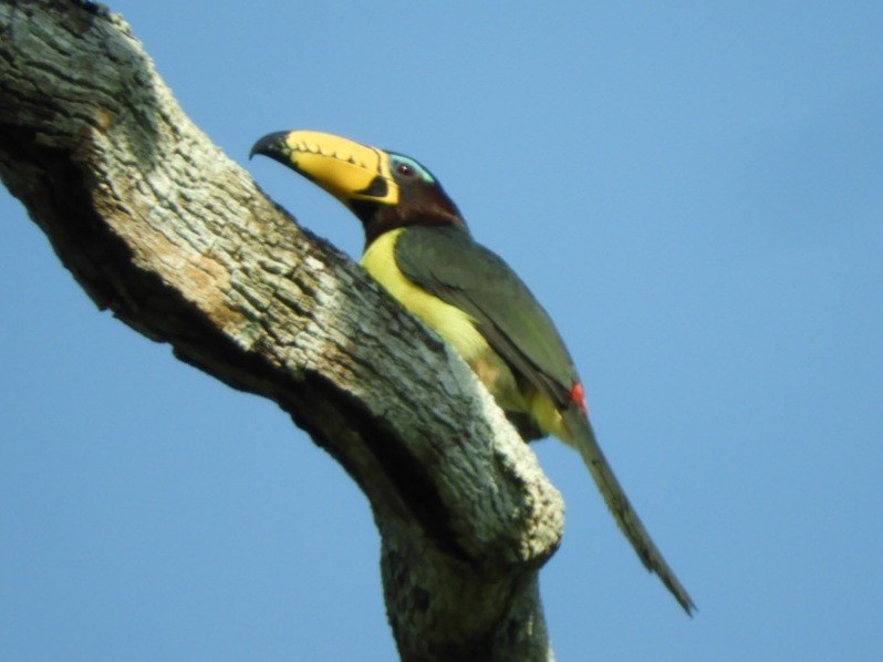 Lettered Aracari - ML640793310