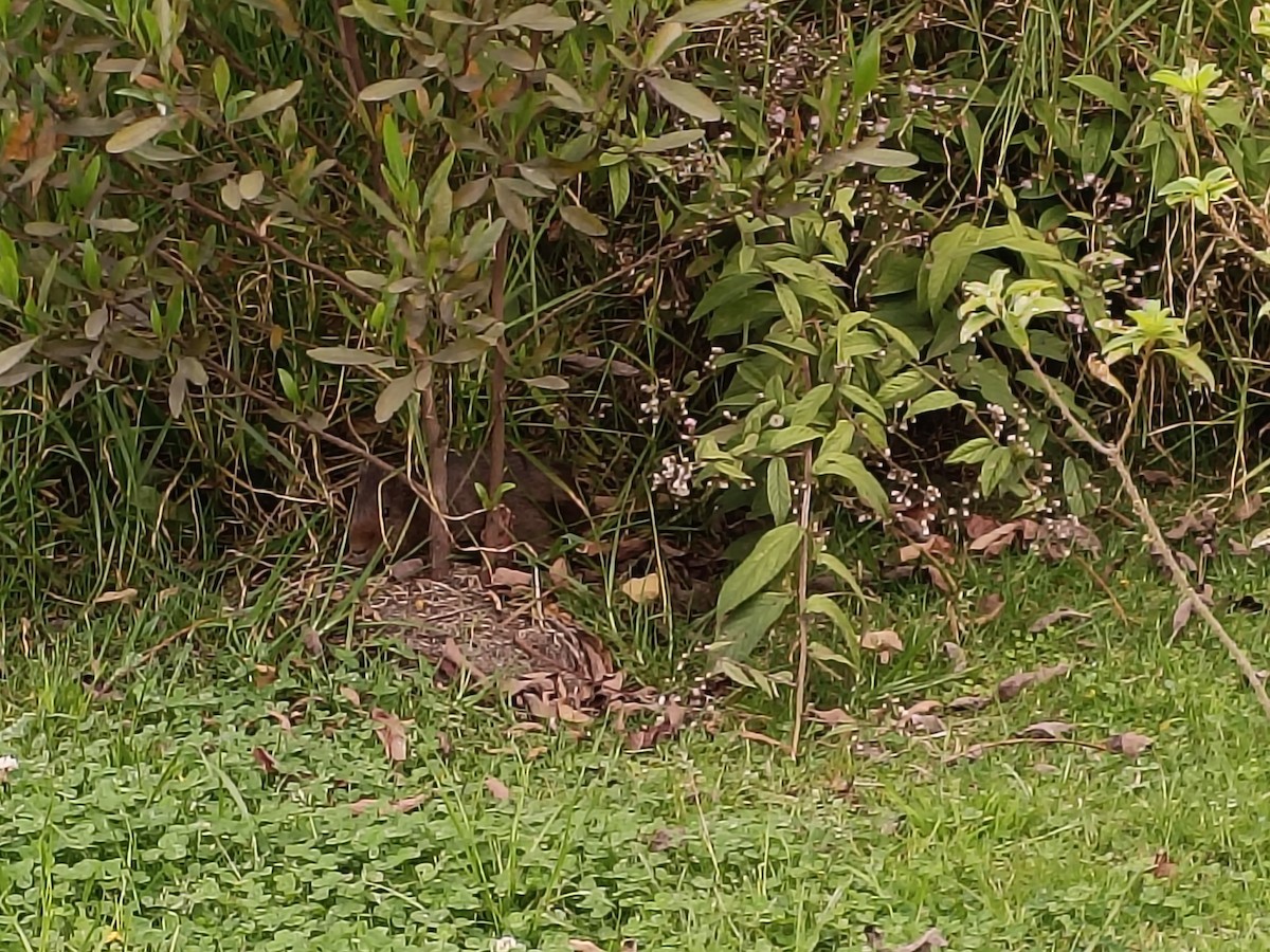 Domestic Guinea Pig - ML640793333