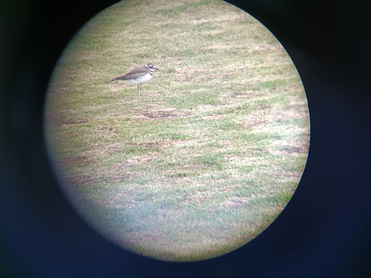 Killdeer - ML640793360