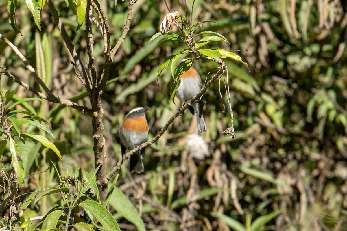 Rufous-breasted Chat-Tyrant - ML640793386