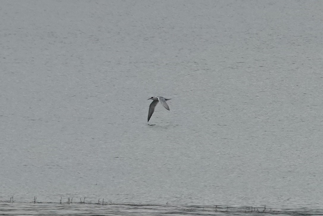 Forster's Tern - ML640793395
