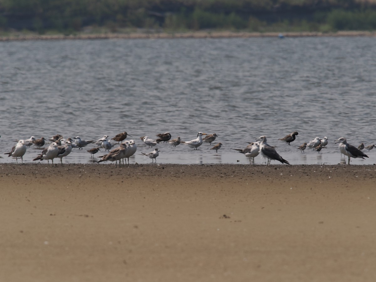 Chinese Crested Tern - ML640793402