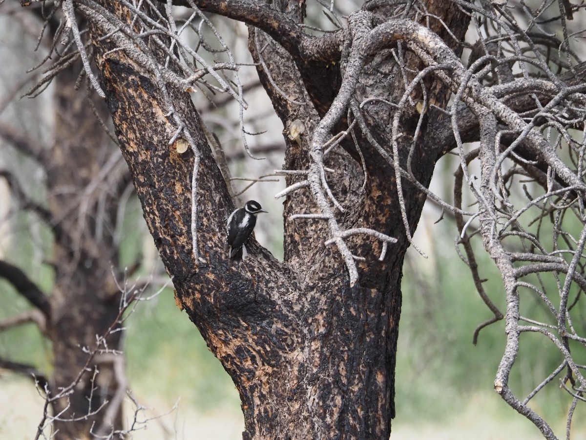 Hairy Woodpecker (Rocky Mts.) - ML640793437