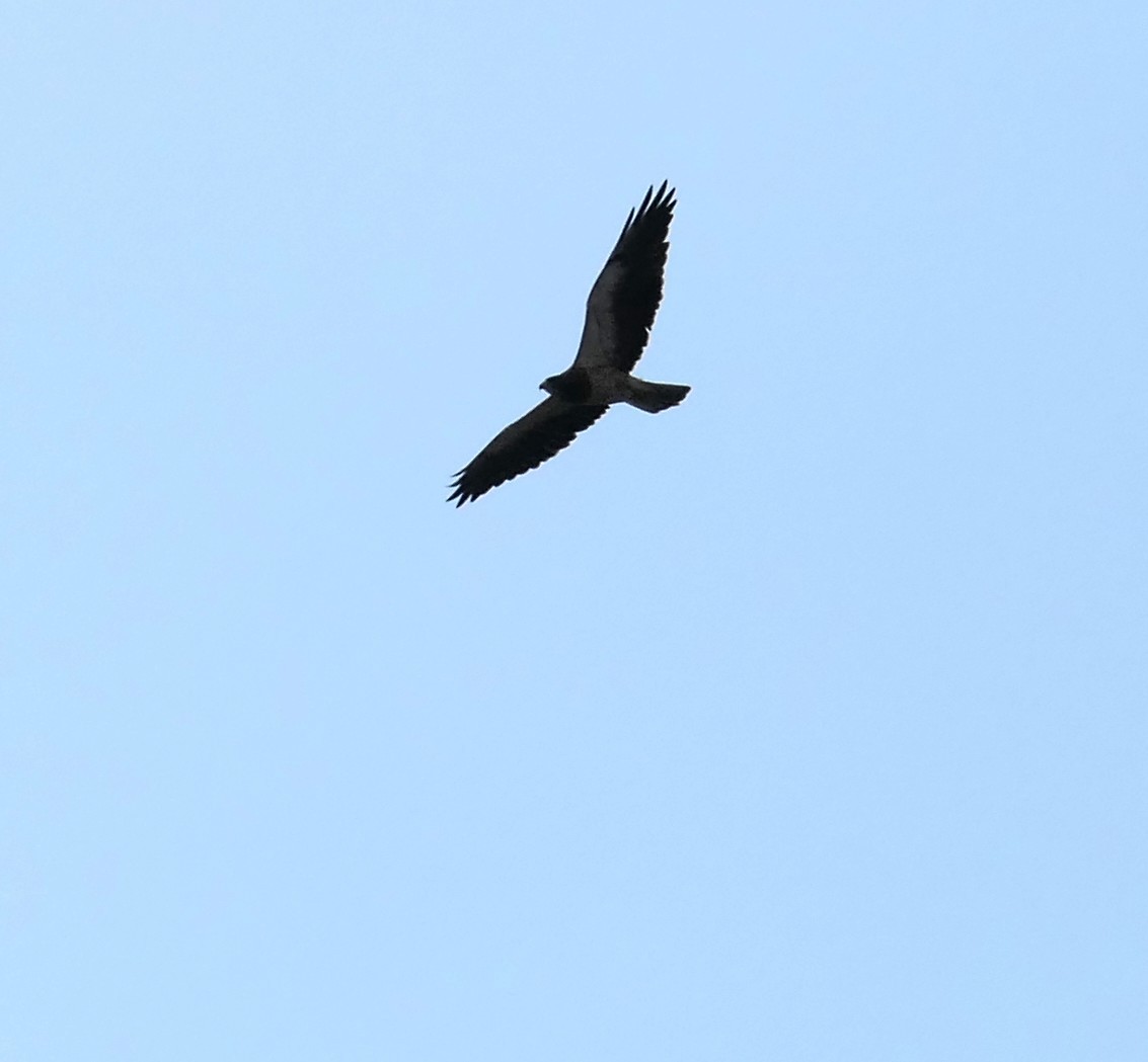 Swainson's Hawk - ML640793519