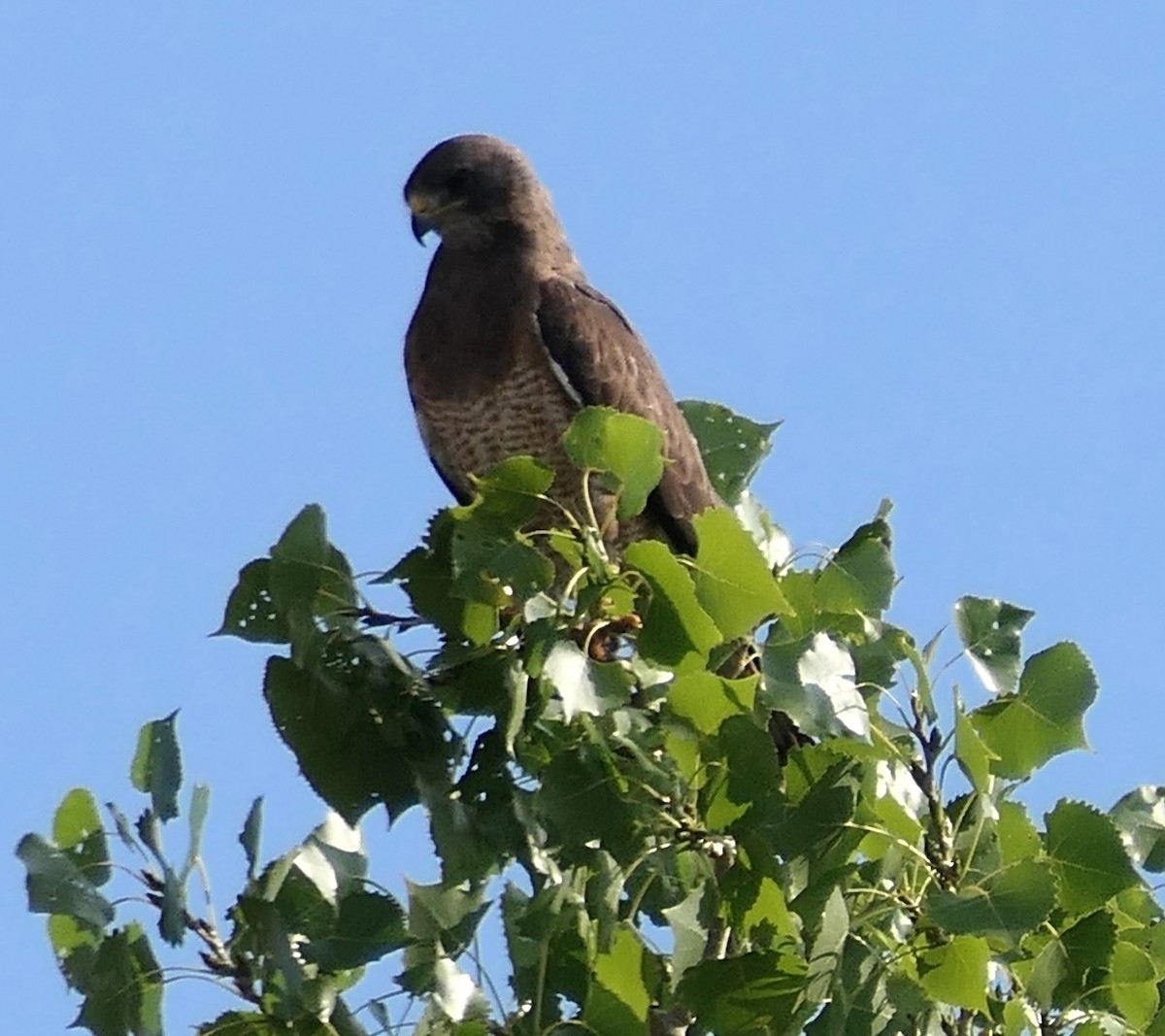 Swainson's Hawk - ML640793530