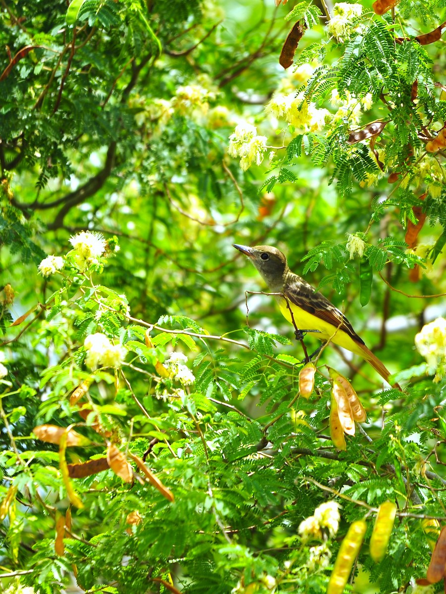 Great Crested Flycatcher - ML640793565