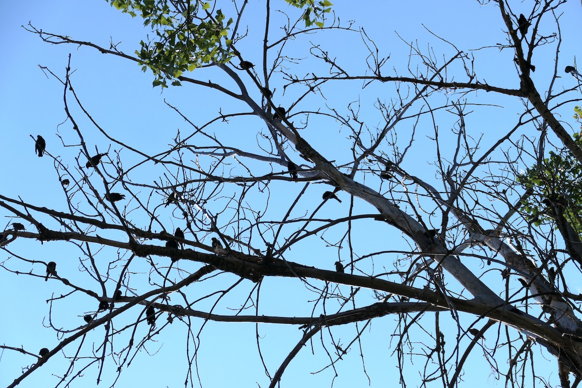 Red-winged Blackbird - ML640793575