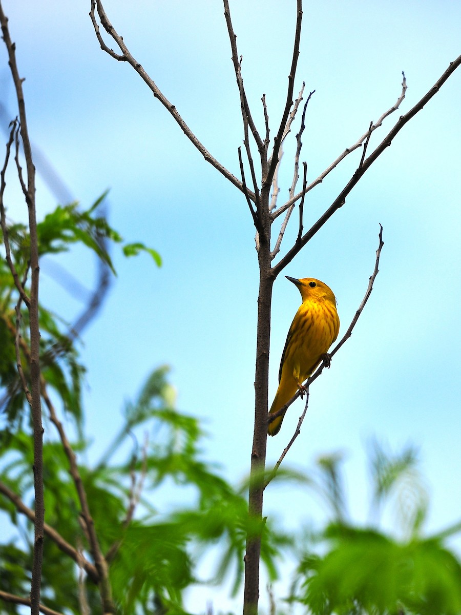 Northern Yellow Warbler - ML640793580
