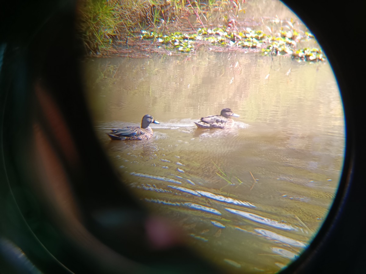 Blue-winged Teal - ML640793597