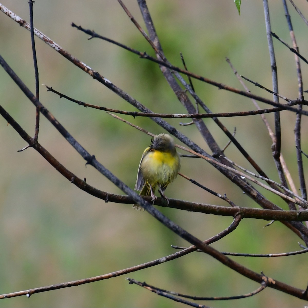 Common Yellowthroat - ML640793617