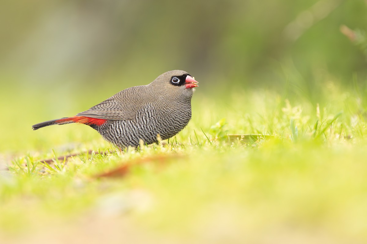 Beautiful Firetail - ML640793685