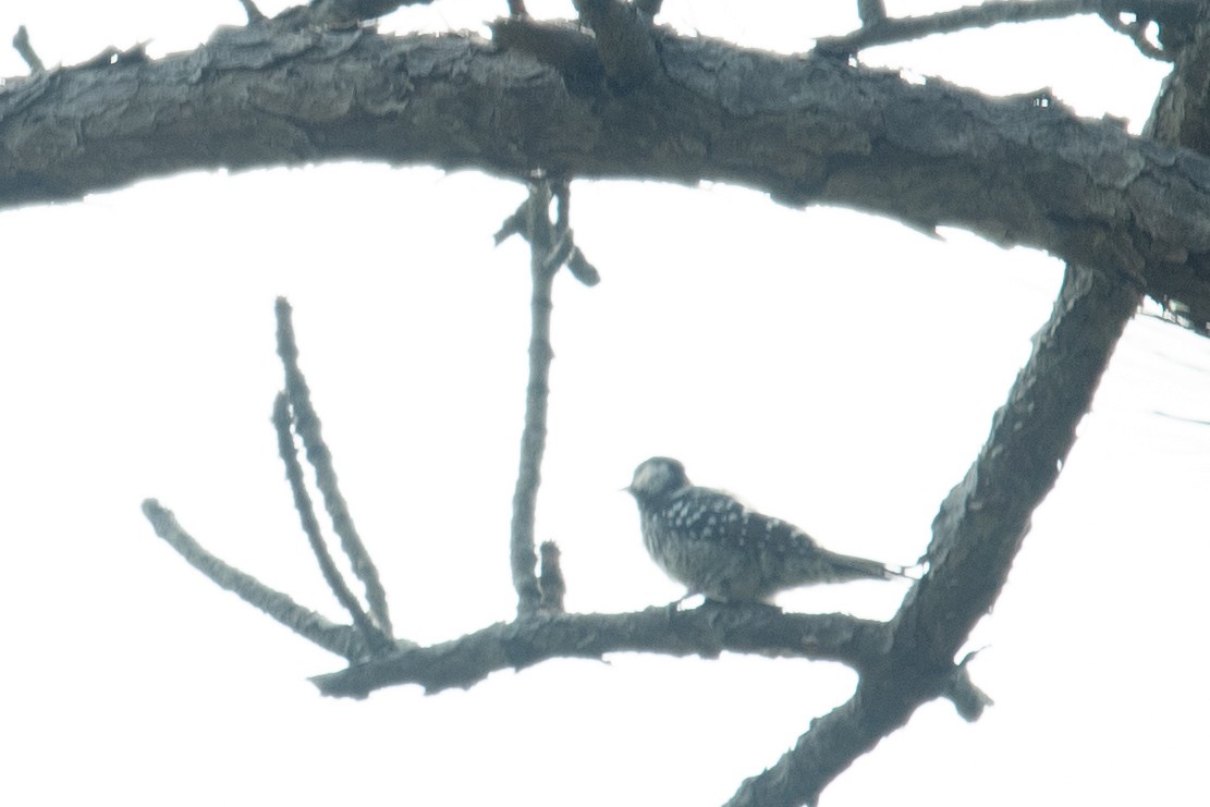 Red-cockaded Woodpecker - ML640793908