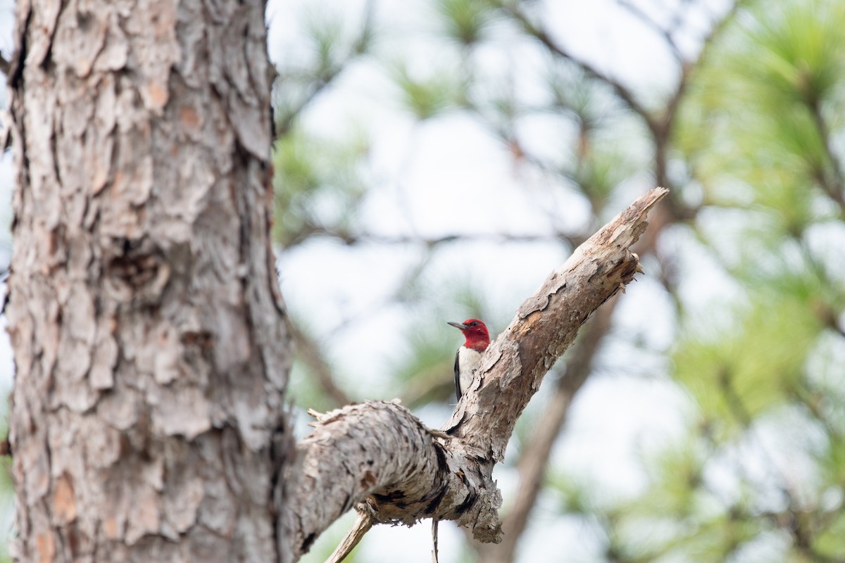 Red-headed Woodpecker - ML640793912