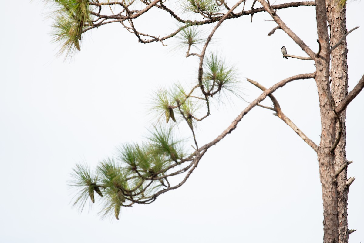 Eastern Kingbird - ML640793915