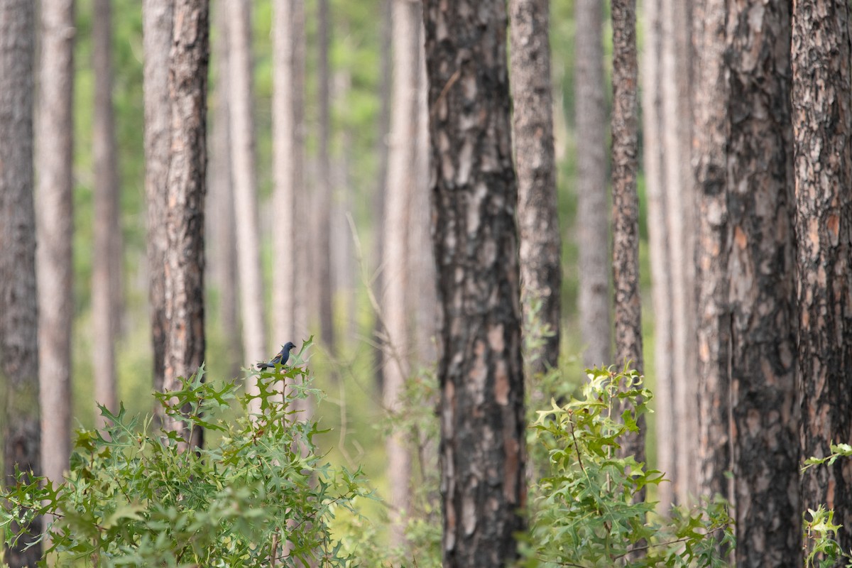 Blue Grosbeak - ML640793916