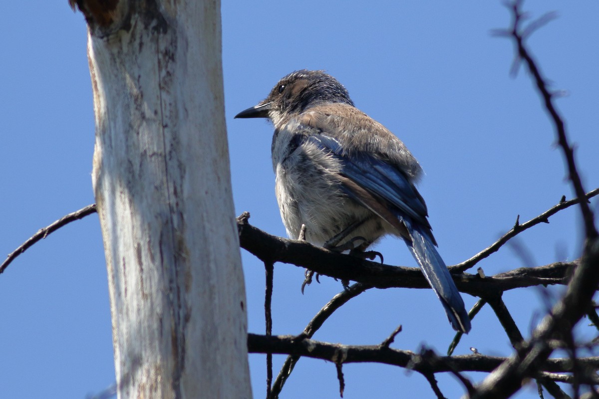 California Scrub-Jay - ML640793930
