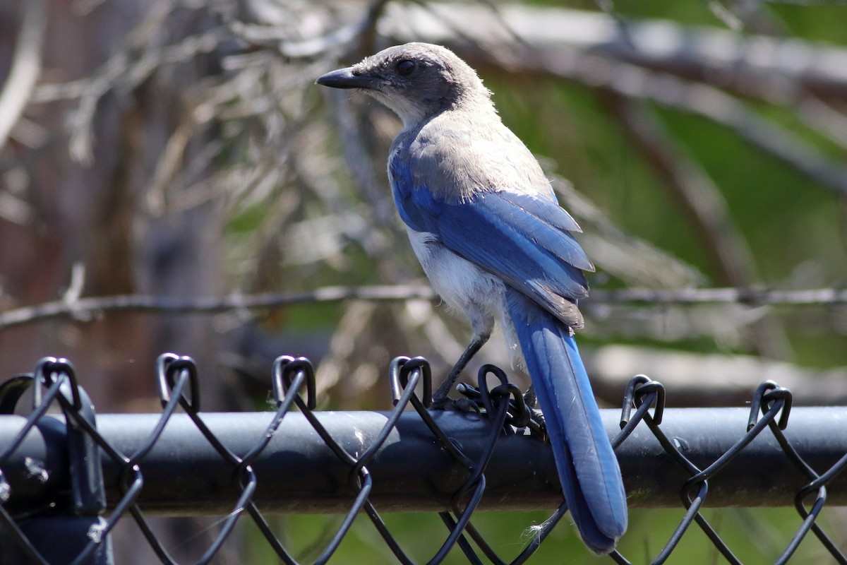 California Scrub-Jay - ML640793938