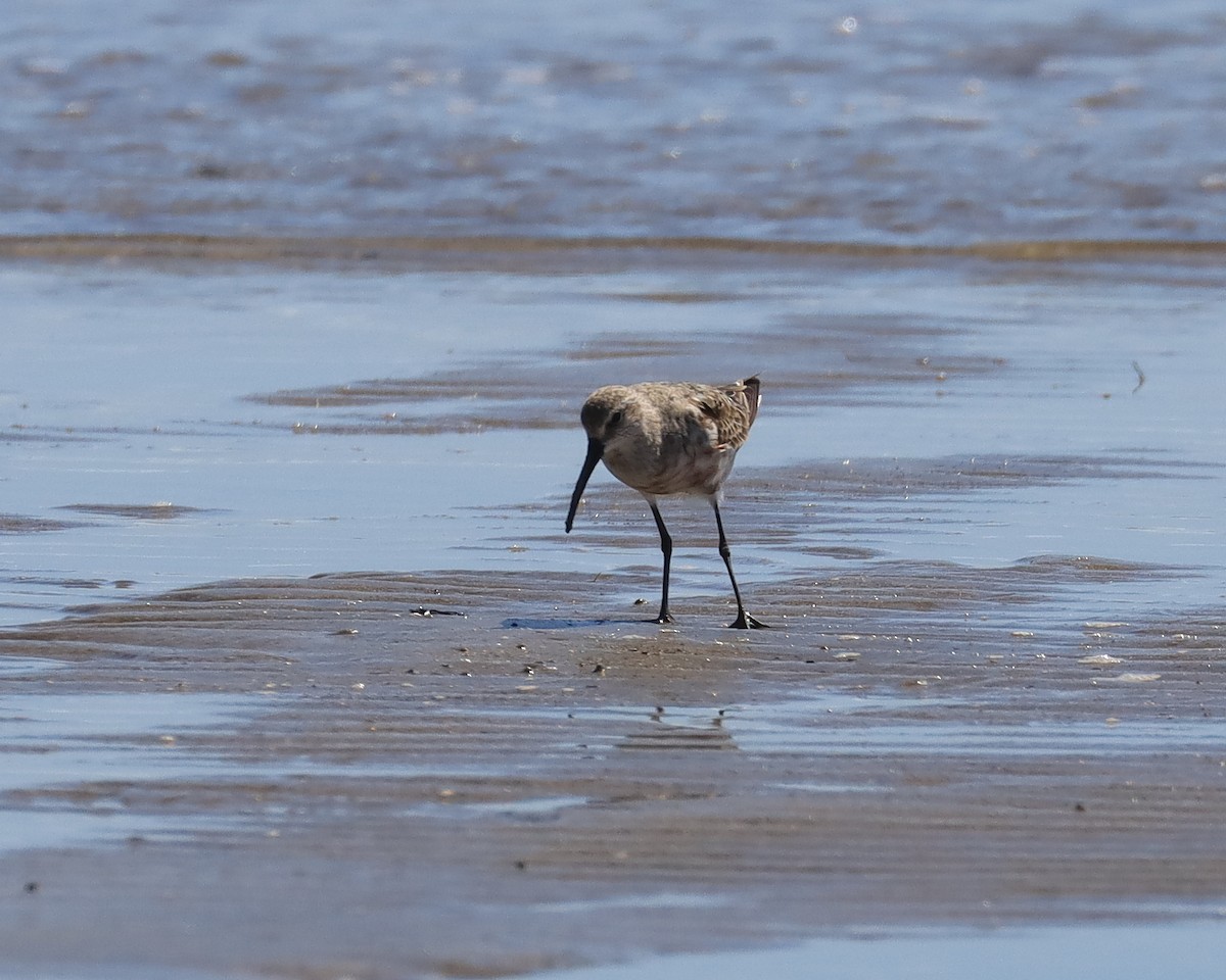 Curlew Sandpiper - ML640793940