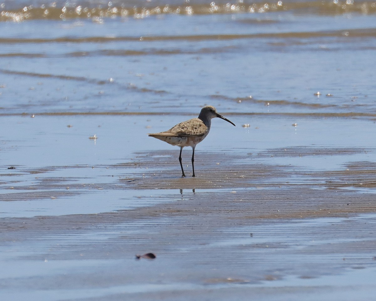 Curlew Sandpiper - ML640793941