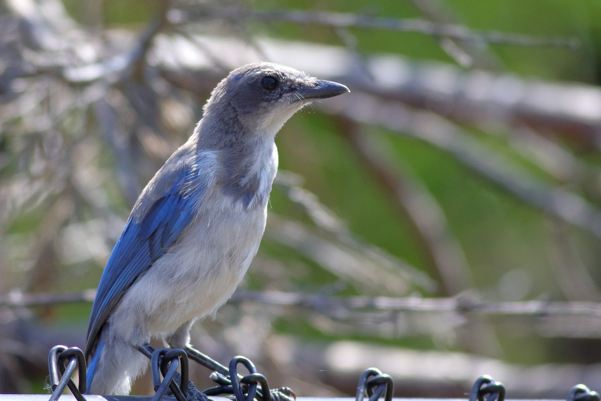 California Scrub-Jay - ML640793942