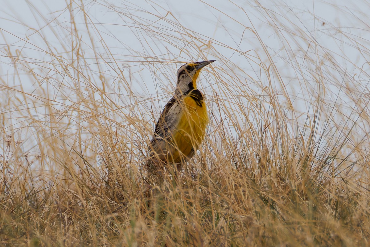 Chihuahuan Meadowlark - ML640793979