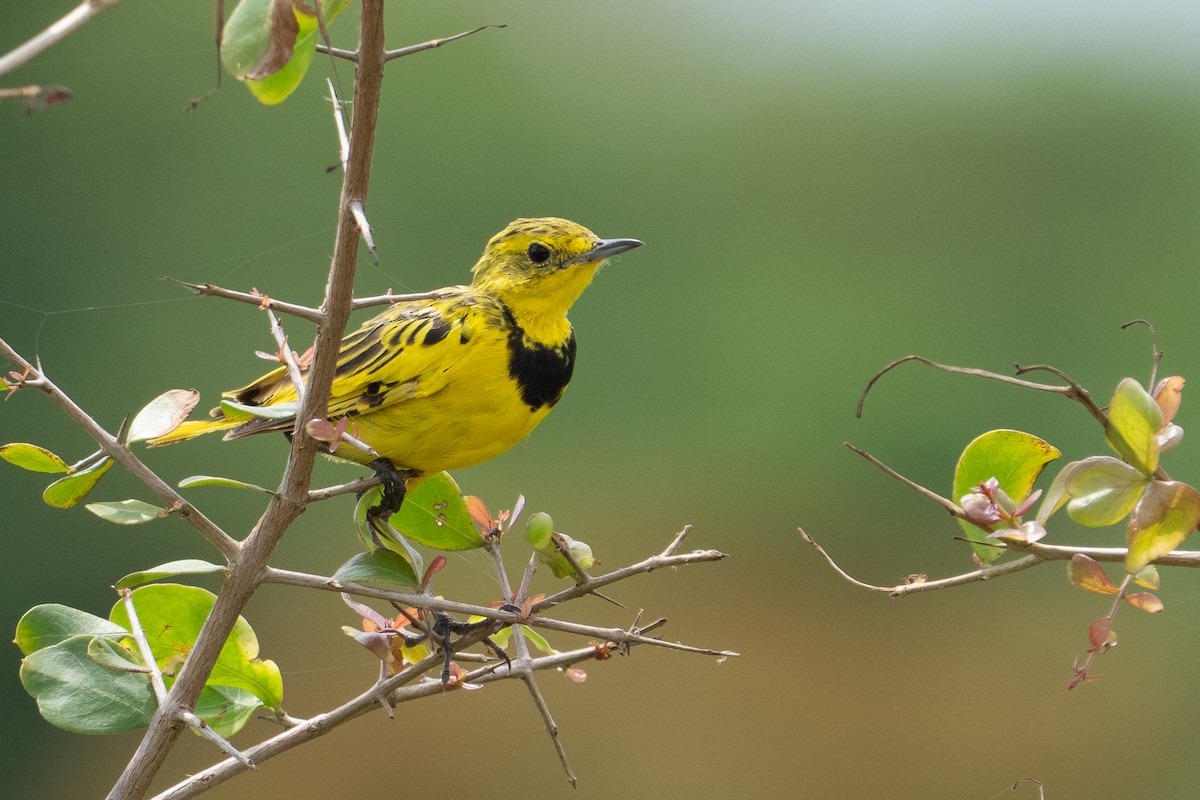 Pipit doré - ML640794015