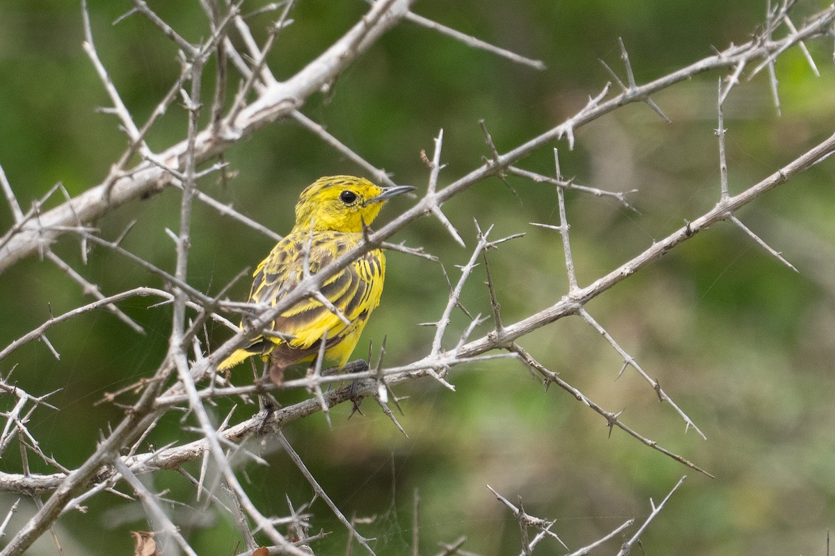 Pipit doré - ML640794016