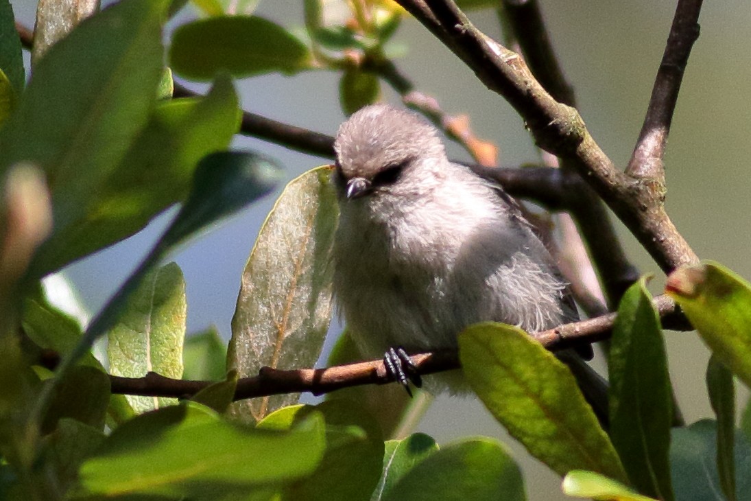 Bushtit - ML640794017