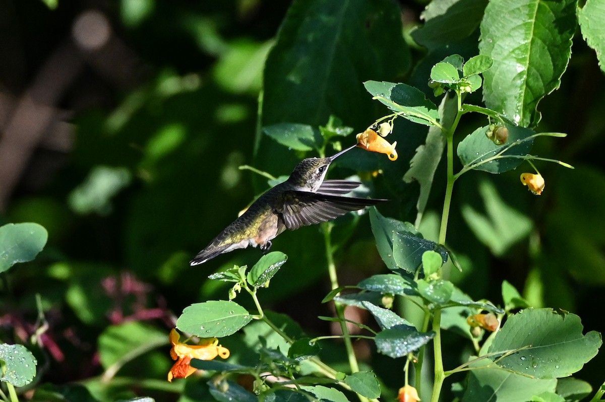 Colibri à gorge rubis - ML640794028