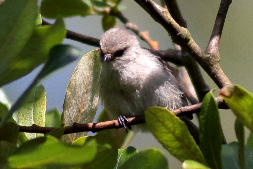 Bushtit - ML640794030