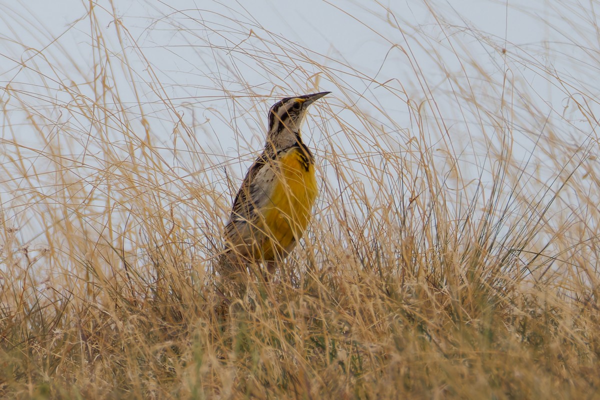 Chihuahuan Meadowlark - ML640794051