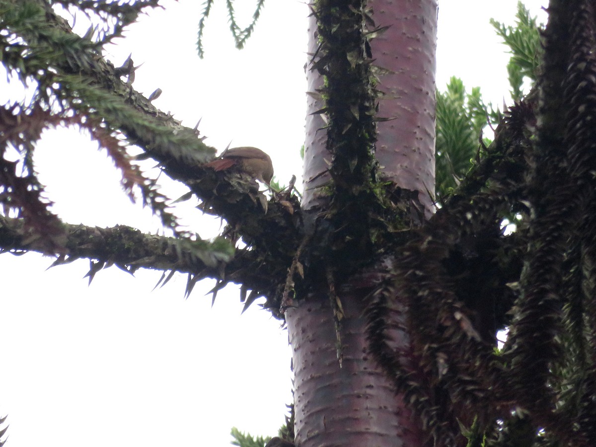 Araucaria Tit-Spinetail - ML640794132
