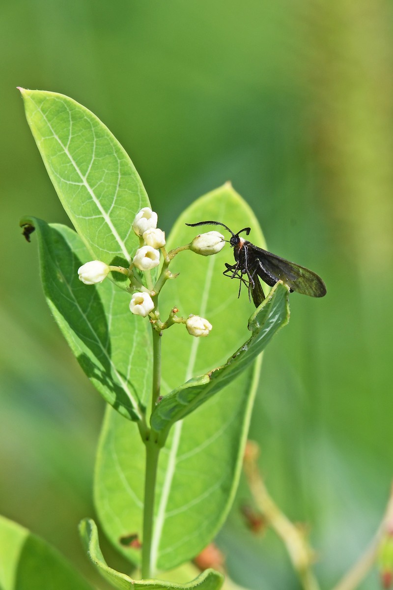 Polilla defoliadora de la vid - ML640794170