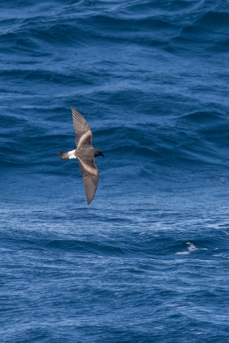 Leach's Storm-Petrel - ML640794174