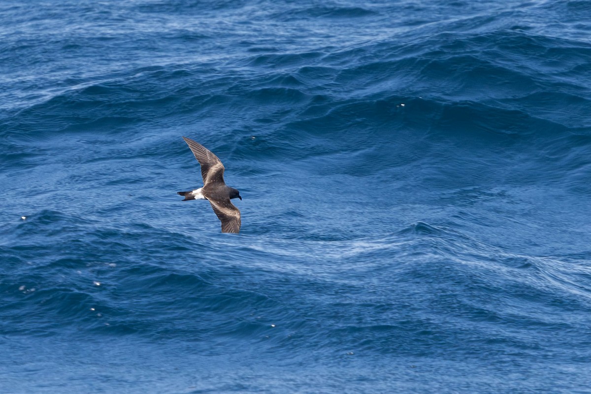 Leach's Storm-Petrel - ML640794175