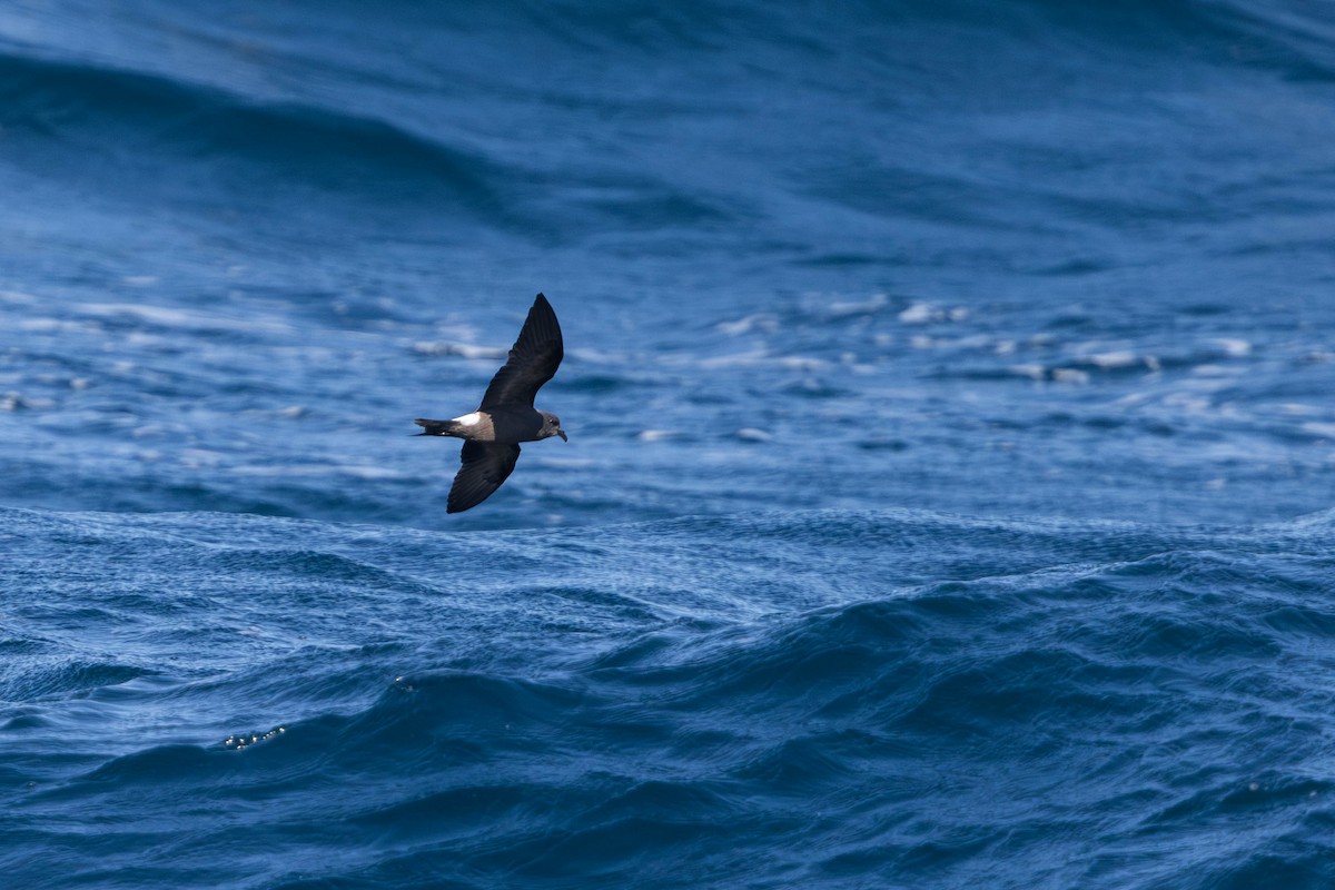 Leach's Storm-Petrel - ML640794176