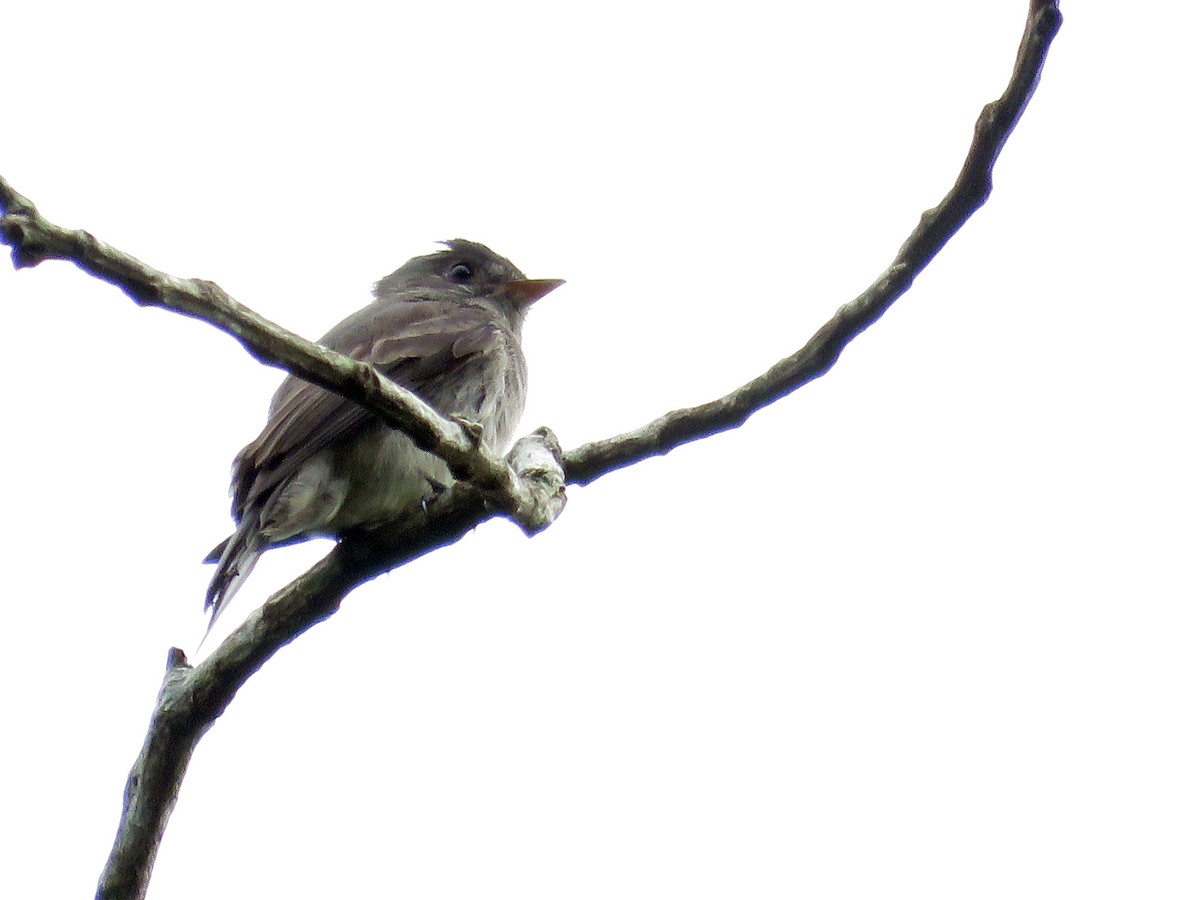 Southern Tropical Pewee - ML640794220