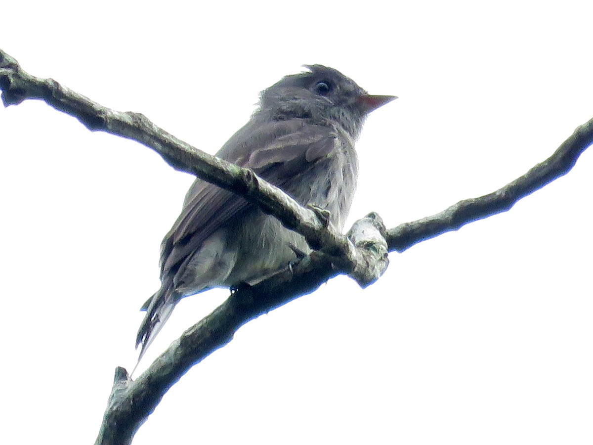 Southern Tropical Pewee - ML640794221