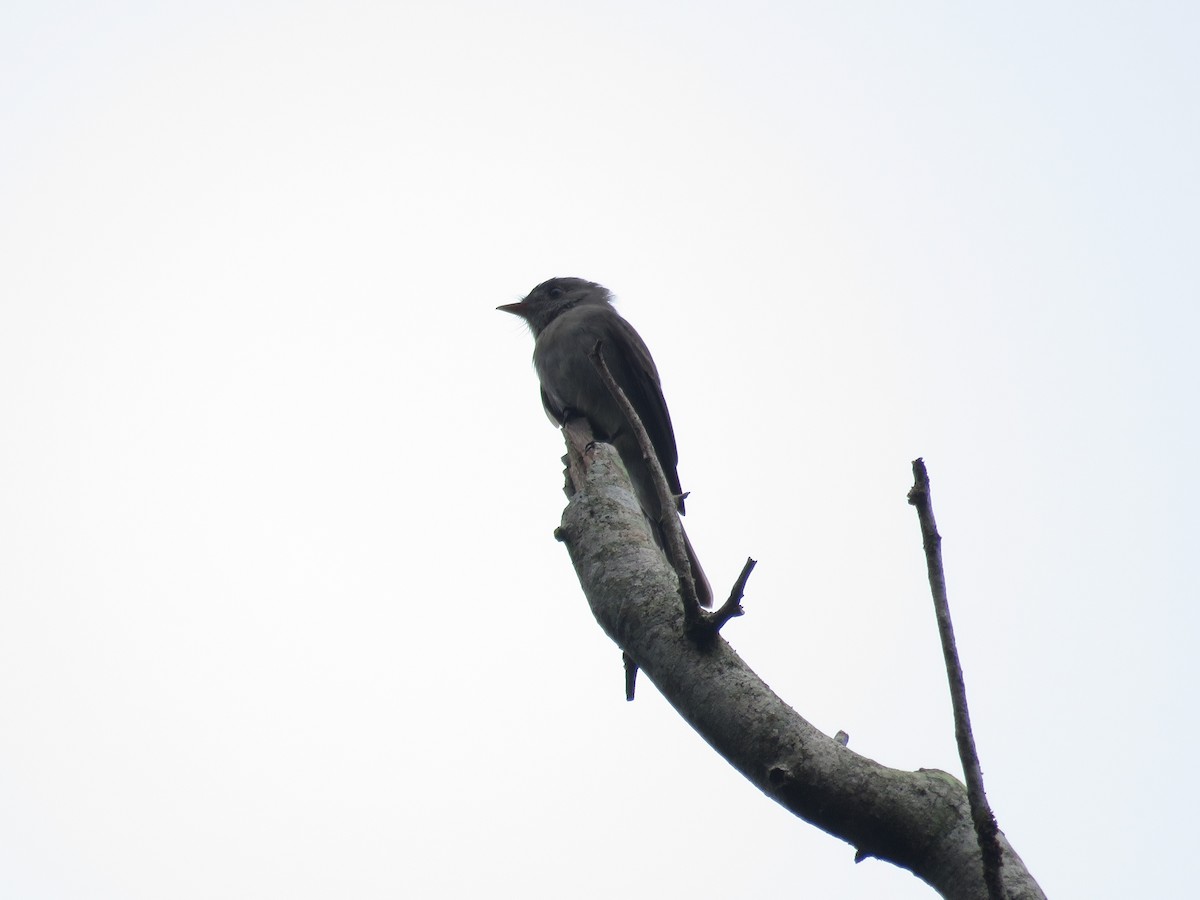 Southern Tropical Pewee - ML640794222