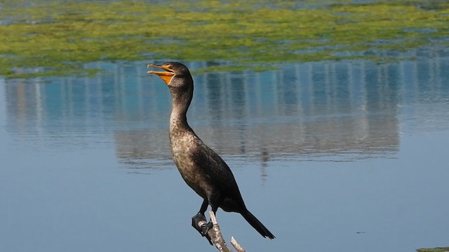 Double-crested Cormorant - ML640794227