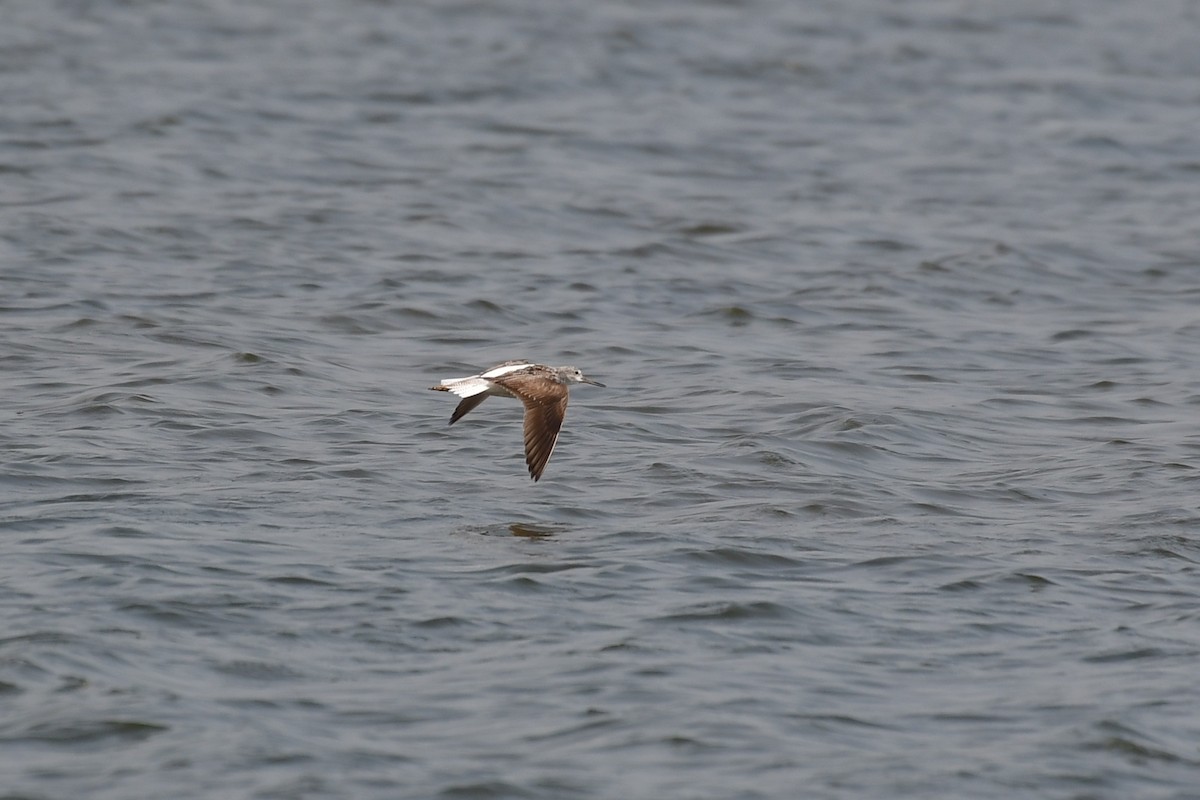 sakhalinsnipe - ML640794240