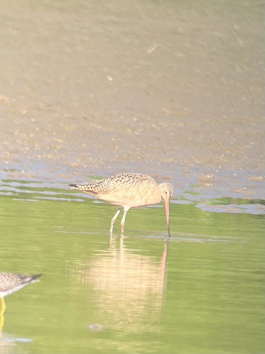 Marbled Godwit - ML640794243