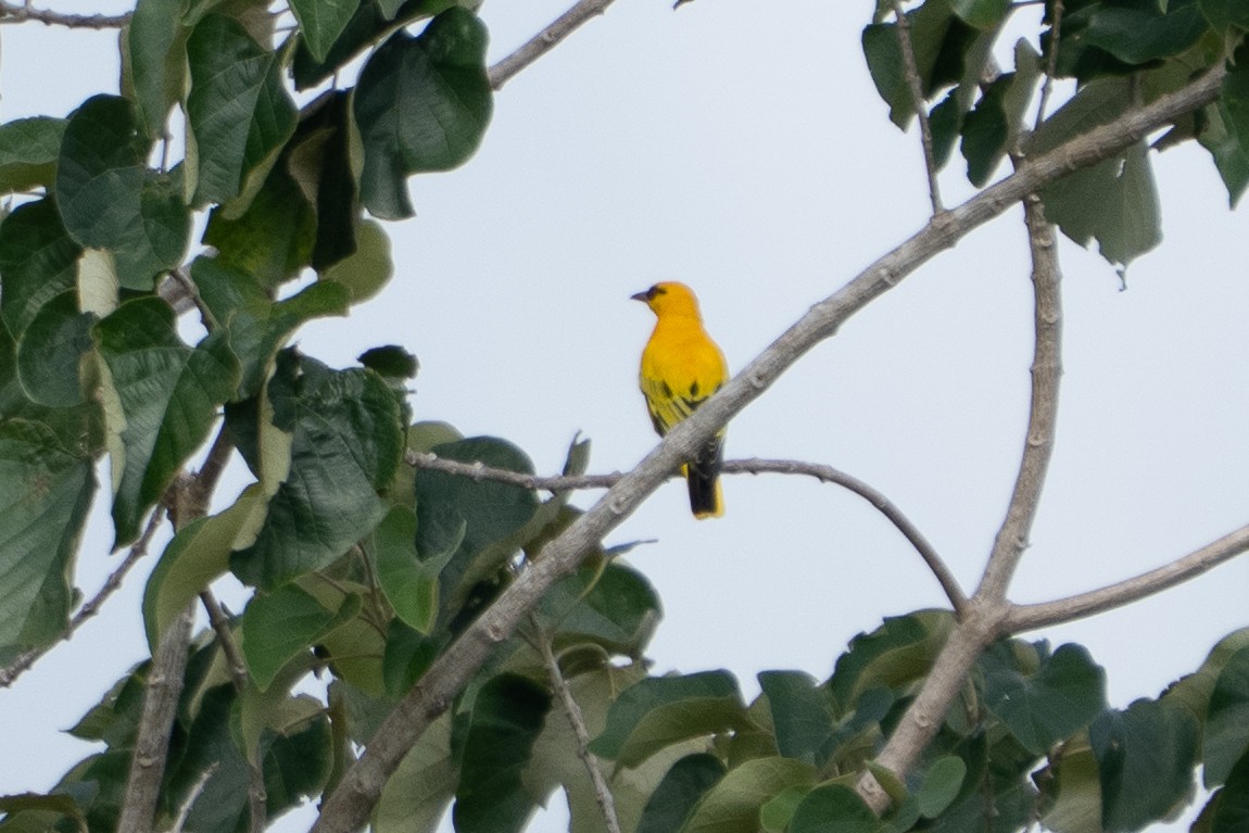 African Golden Oriole - ML640794265