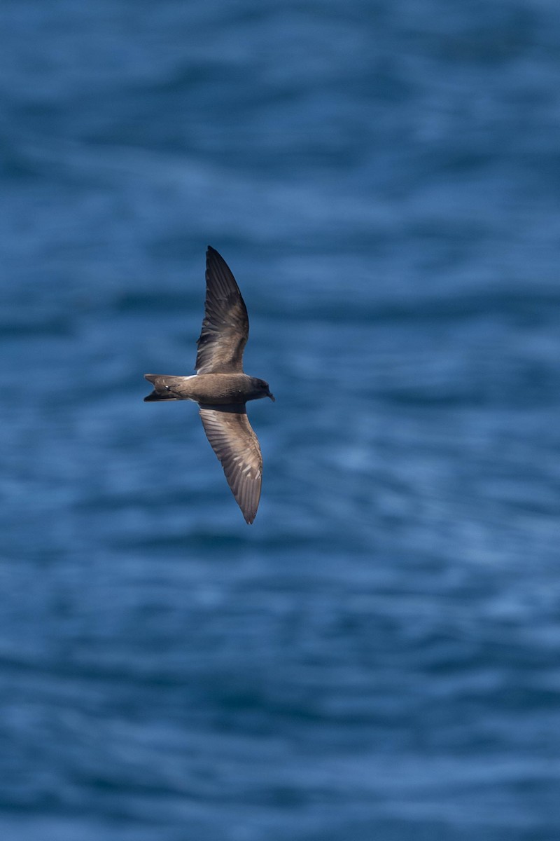 Leach's Storm-Petrel - ML640794271