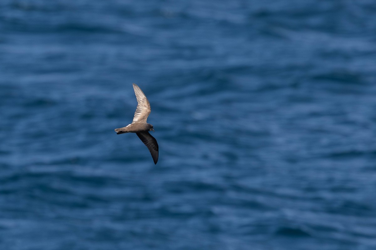 Leach's Storm-Petrel - ML640794272