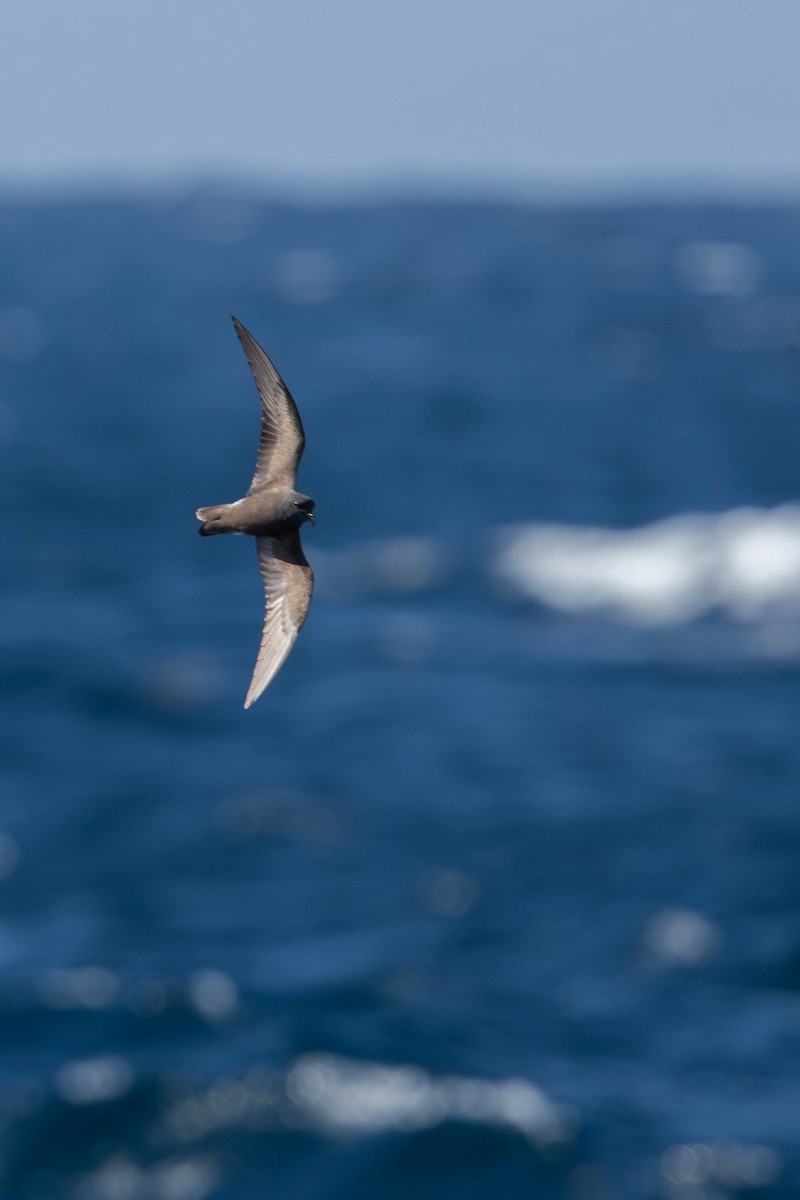 Leach's Storm-Petrel - ML640794277