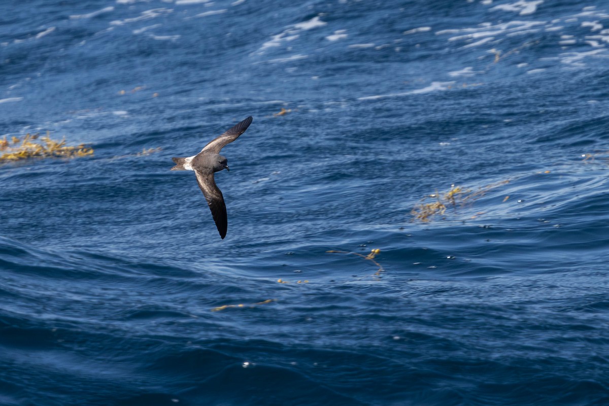 Leach's Storm-Petrel - ML640794278