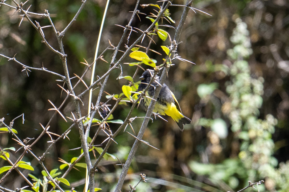 Black Siskin - ML640794302