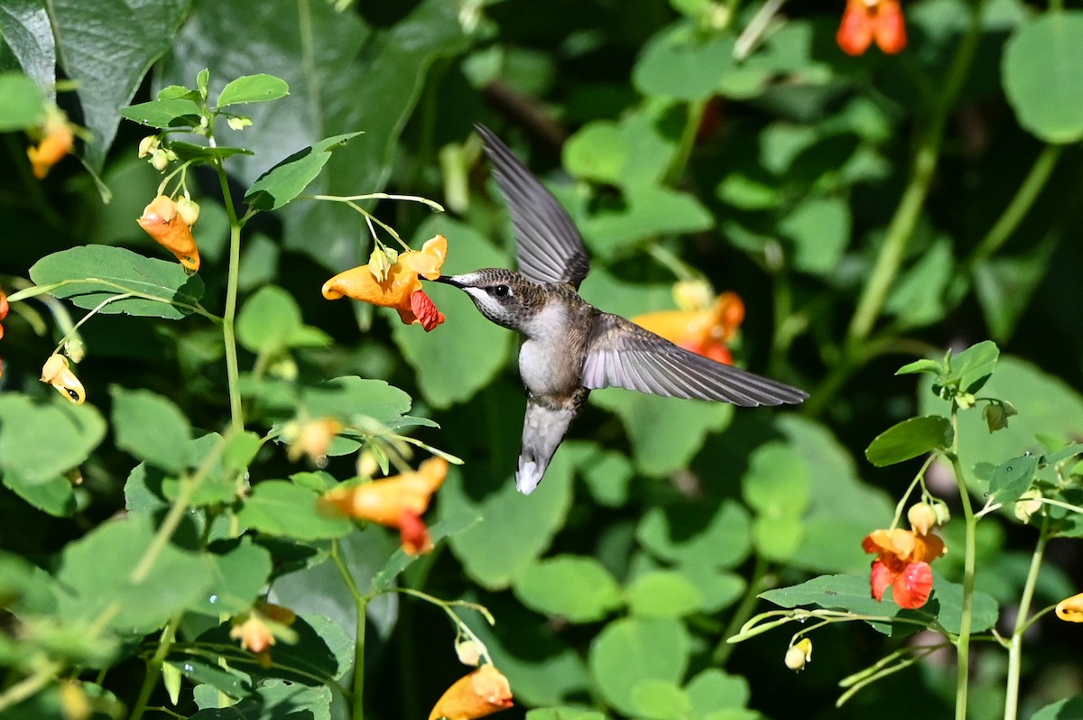 Colibri à gorge rubis - ML640794309