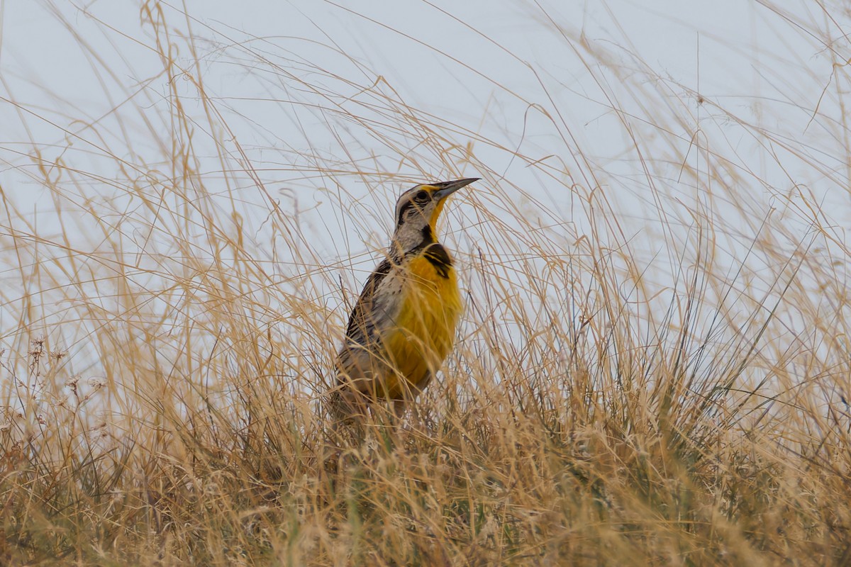 Chihuahuan Meadowlark - ML640794334